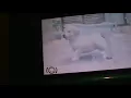Nintendogs 3DS game review