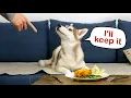 Download Lagu De puppy deed iets ongelooflijks! Ik laat mijn husky-puppy alleen met het eten