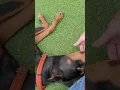 of adoptable pet named Chanel 2996