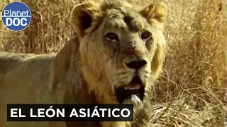 El León olvidado de la India: Así sobrevive el Rey de Gir | Planet DOC