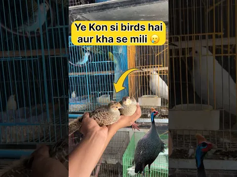 Ye kon si bird hai aur mujhe kha se mili 🤔 #shorts #viral #youtubeshorts