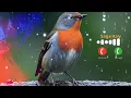 Download Lagu Bird Bgm Ringtones || Bird chirping || Instrumental ringtone || Bird Sound ringtones || #ringtone