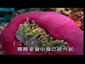喝采~鳳飛飛~女D調~伴奏~導唱~金嗓(丙)