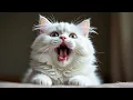 Male cat in heat sound male cat calling female cat in heat sounds Male Cat in Heat Male Cat Sound