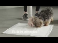 Amazon Basics Puppy Training Pads - 150 pack
