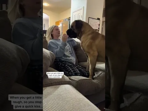 PROOF My GIANT Puppy Is Just A Gentle Baby #dog #dogs #cutedog