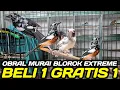 Lagu BUSYET ! MURAI BLOROK EXTREME BELI 1 GRATIS 1 APA GA RUGI HARI INI DIKIOS PASAR PRAMUKA