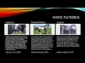 Equine Coat Colour Genetics with