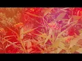 Chad Lawson - the sweetest sound (solo piano)