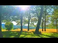 Download Lagu Relaxing Nature Meditation 🌳 Calming SUMMER Ambience 🌳 Healing FOREST Sounds on a Lovely Sunny Day