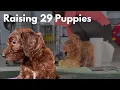 Day In The Life Of A Dog Breeder