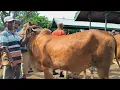 Download Lagu 11 juta !! Brahman Super Harga Murah Meriah !! Barang Langka !! Pasar Sapi Tuban