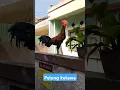 Download Lagu Silangan ayam pelung dan ketawa