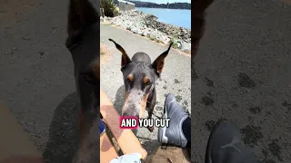🐾.. #fyp #dream #youtube #pets #doberman