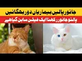 Pet at Home Keeps You Away From Diseases Daily Jang