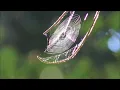 Any other name - Thomas Newman HD