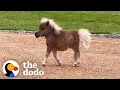 Horse Is Smaller Than His Golden Retriever Siblings The Dodo