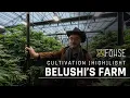Belushi s Farm If You re Going To Go BIG Go FOHSE Cultivation Highlight