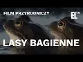 Lagu Lasy bagienne - czyta Krystyna Czubówna