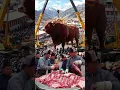 Download Lagu Sapi kurban Idul Adha Swiss disembelih ratusan ekor sapi Simmental jumbo