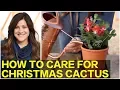 How to Care for Christmas Cactus Garden Answer