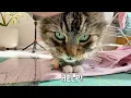 Download Lagu Comforting Free Cat After He Was Chased! \u0026 I’m Scared To Touch This Thing!