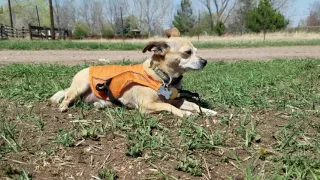 Poppy - All Aboard Animal Rescue