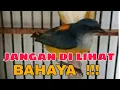 Download Lagu KEMADE BUNGA API, pancingan kemade terbaik