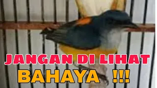 kemade bunga api pancingan kemade terbaik