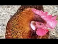 Chicken Breeds Whiting True Green Hens from Murray McMurray Hatchery