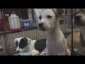 Animal ordinance close to changing in Odessa