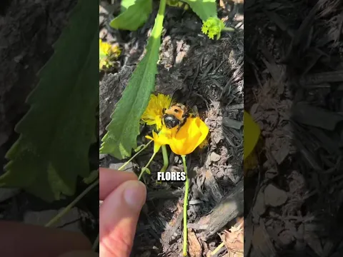 Esto pasa cuando un abejorro aterriza en tu piel 🐝