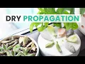 SUCCULENT DRY PROPAGATION THE EASIEST WAY TO PROPAGATE SUCCULENTS