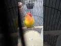 Download Lagu LOVE BIRD NGEKEK PANJANG 1 MENIT UP