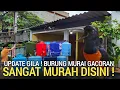 SATU LAGI ! KIOS KECIL JUAL MURAI GACORAN PROSPEK SANGAT MURAH DI GROGOL JAKARTA BARAT 