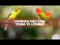 Download Lagu Kombinasi Masteran Juara | Kenari vs Lovebird Full Tembakan