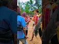 Download Lagu polaeh kawer ngambung cah cilik sampe lali jaranan kuda lumping ebeg #kawer #jaranan #ebeg