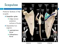 Chapter 8 Appendicular Skeleton