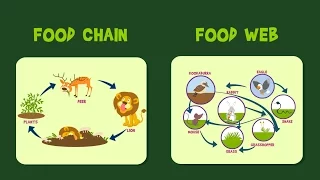 Food Chain Food Web for Kids