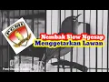Pleci Nembak Wit-Wit Slow Sejalur Menggetarkan Lawan