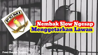 pleci nembak wit wit slow sejalur menggetarkan lawan