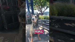 #fypシ #Fyp #Dream #doberman #pets