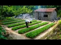 Download Lagu CEO Leaves City Lights, Live naturally growing vegetables, gardening \u0026 Live self-sufficiently