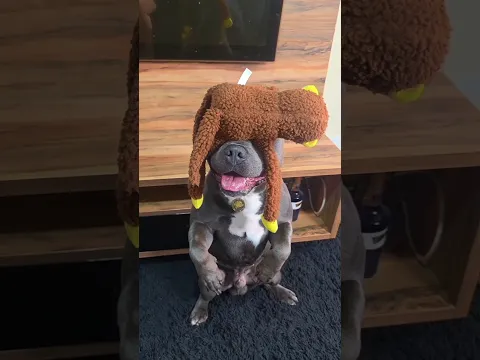 A ÚNICA RAÇA PERIGOSA É A HUMANA #dog #pet #pitbull #cachorro