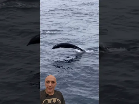 DUVIDO QUE VOCÊ CONHECE ESSE GOLFINHO? Pergunte ao Biólogo Guilherme Domenichelli #animaltv #dolphin