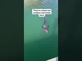 Download Lagu Seeing this octopus is a once in a lifetime experience #octopus #petoctopus #rare