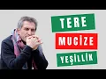 Download Lagu TERENİN FAYDALARI I TERE NE İŞE YARAR I TERE NASIL TÜKETİLİR