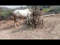 Horse mating donkey horse mating donkey in village Animal discovery village