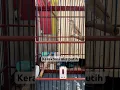Download Lagu Kerakbasi alis putih gacor