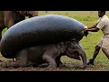 Download Lagu Dierenredding in Savanne Reuzenslak verwijderd bij babyolifant, gezin keert terug naar de natuur ...